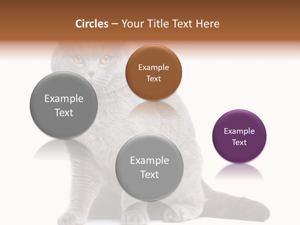Pet Cat Curious PowerPoint Template