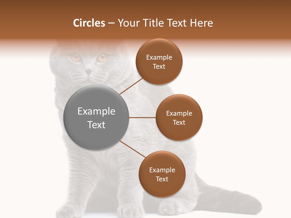 Pet Cat Curious PowerPoint Template
