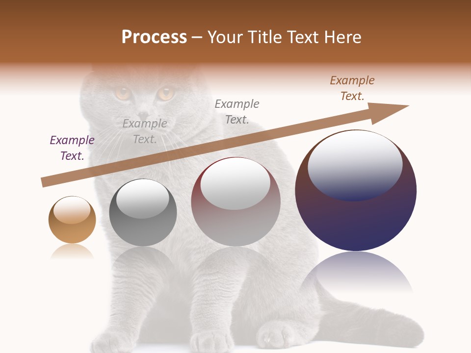 Pet Cat Curious PowerPoint Template