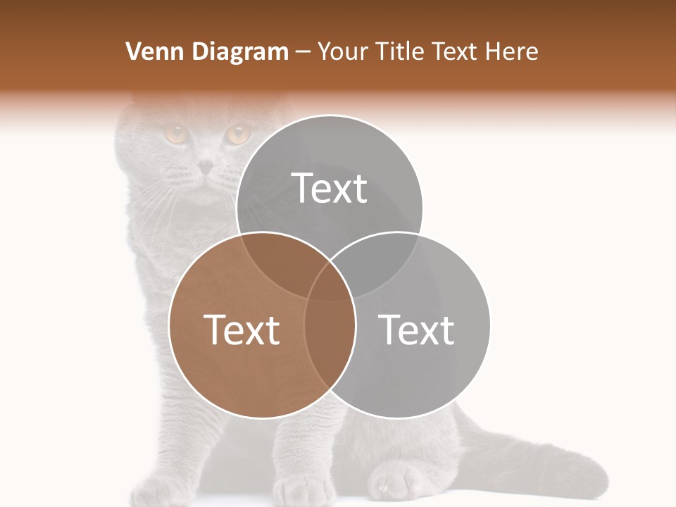 Pet Cat Curious PowerPoint Template