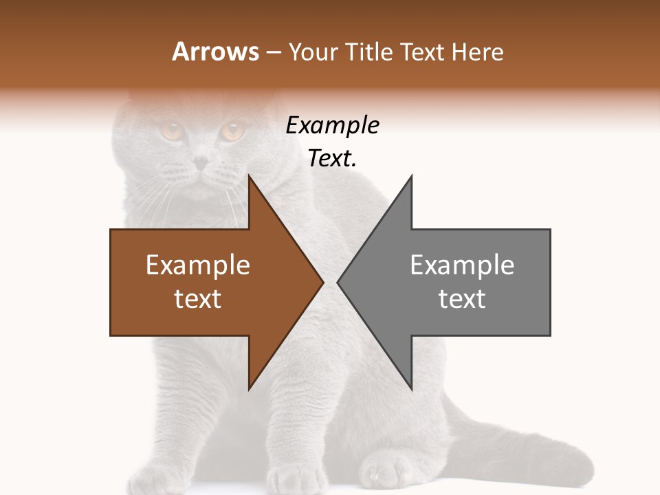 Pet Cat Curious PowerPoint Template