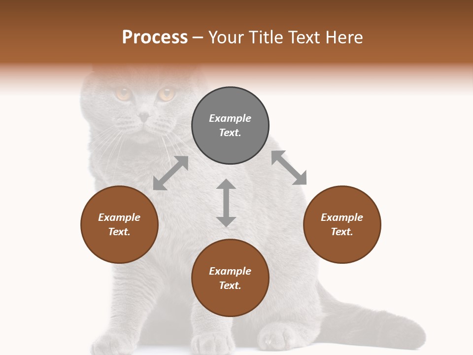 Pet Cat Curious PowerPoint Template