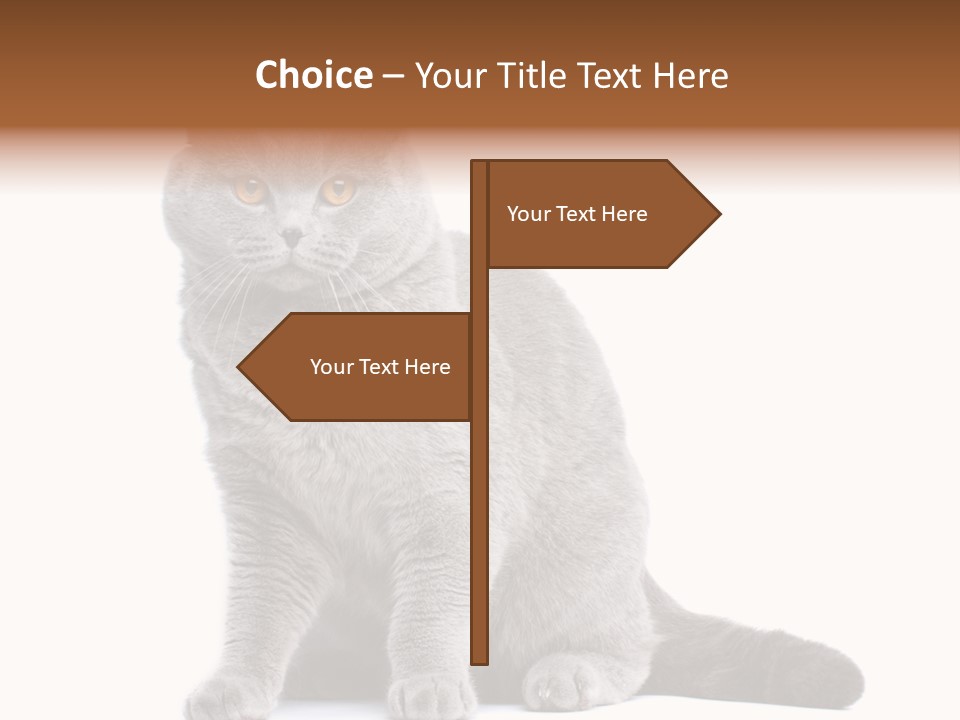 Pet Cat Curious PowerPoint Template