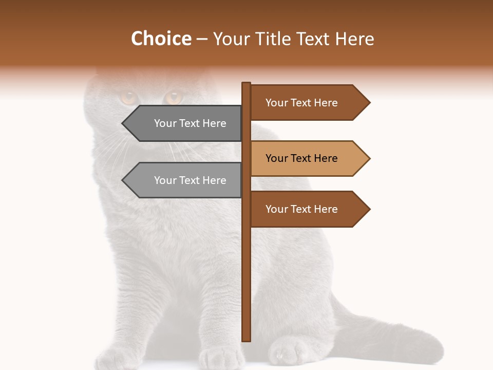 Pet Cat Curious PowerPoint Template