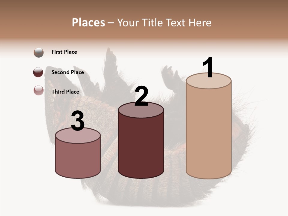 Species Isolated On White Tail PowerPoint Template