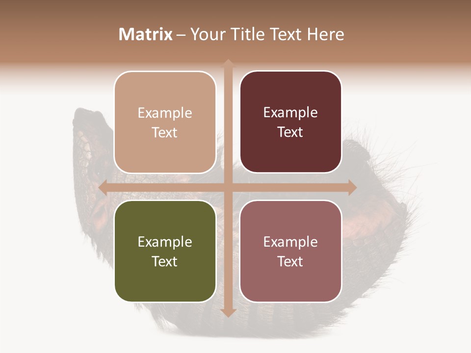 Species Isolated On White Tail PowerPoint Template