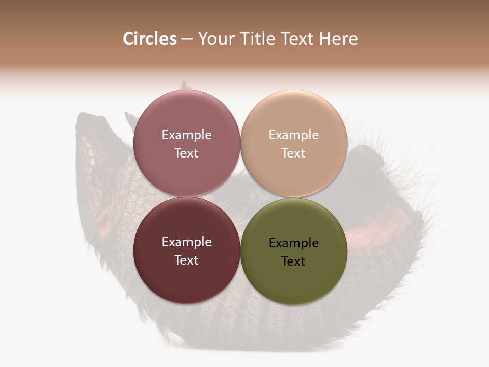 Species Isolated On White Tail PowerPoint Template