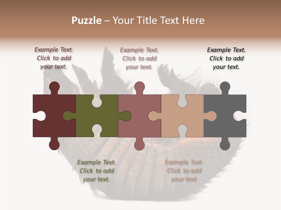 Species Isolated On White Tail PowerPoint Template