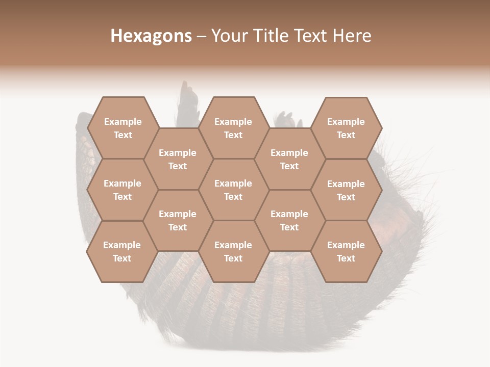 Species Isolated On White Tail PowerPoint Template