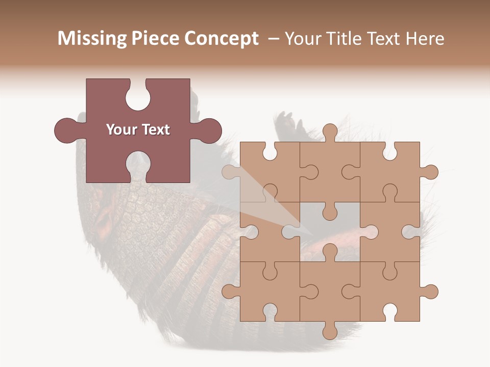 Species Isolated On White Tail PowerPoint Template