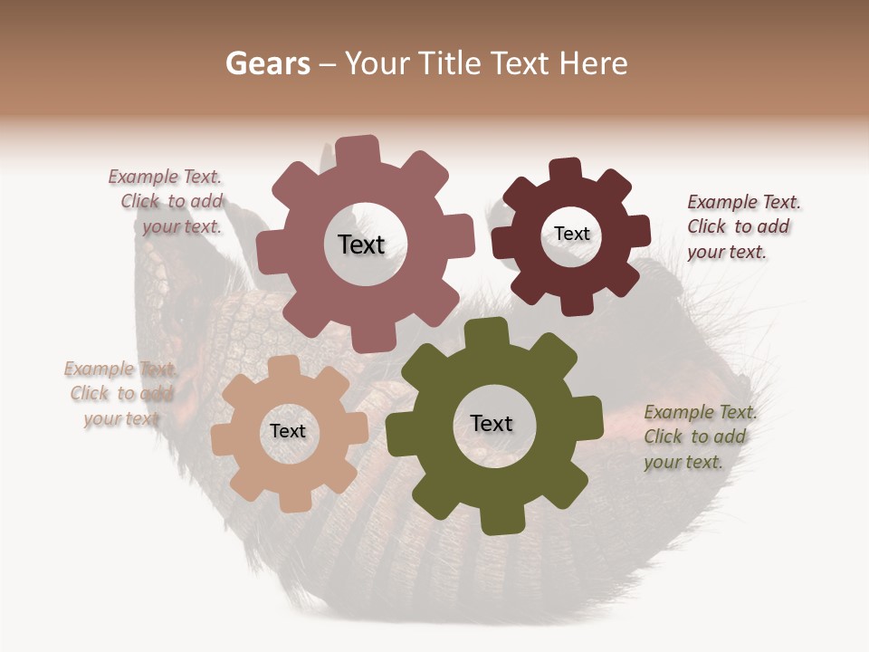 Species Isolated On White Tail PowerPoint Template