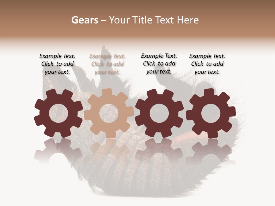 Species Isolated On White Tail PowerPoint Template