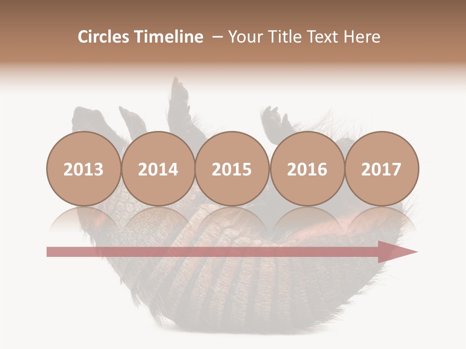 Species Isolated On White Tail PowerPoint Template