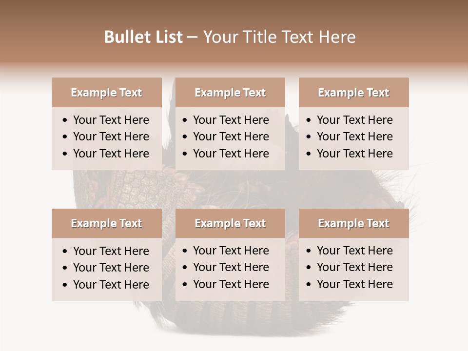 Species Isolated On White Tail PowerPoint Template