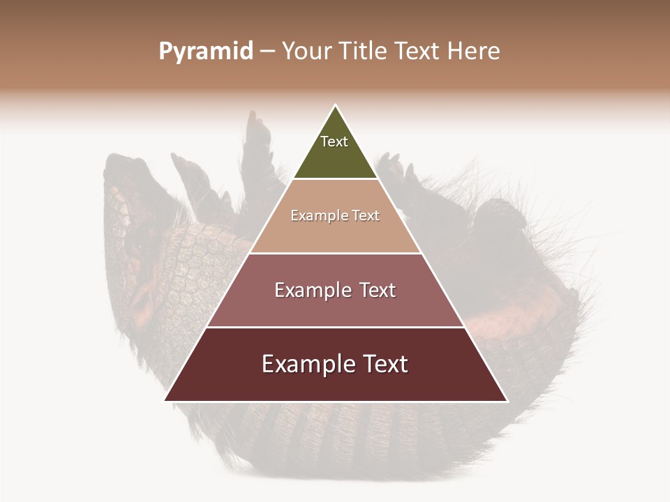 Species Isolated On White Tail PowerPoint Template