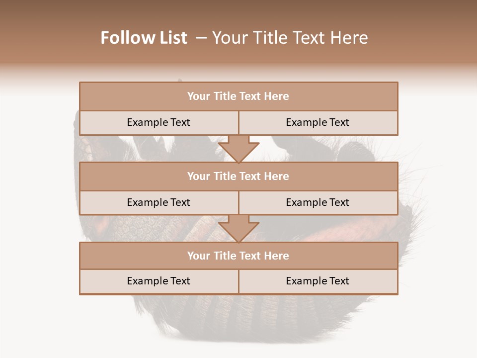 Species Isolated On White Tail PowerPoint Template