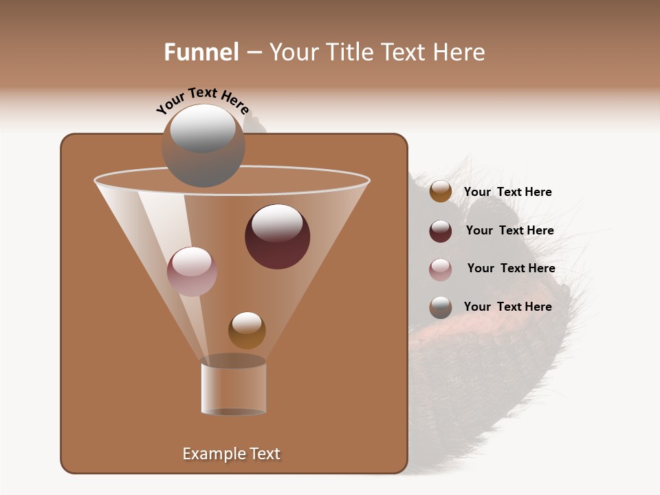 Species Isolated On White Tail PowerPoint Template