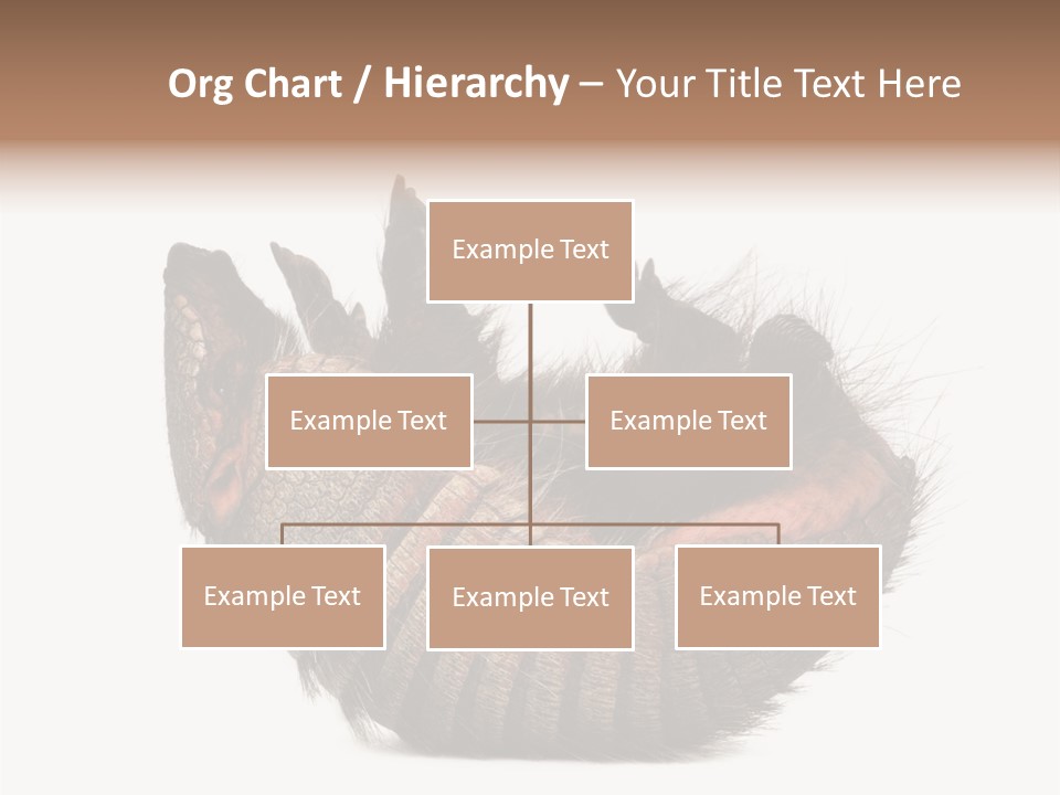 Species Isolated On White Tail PowerPoint Template