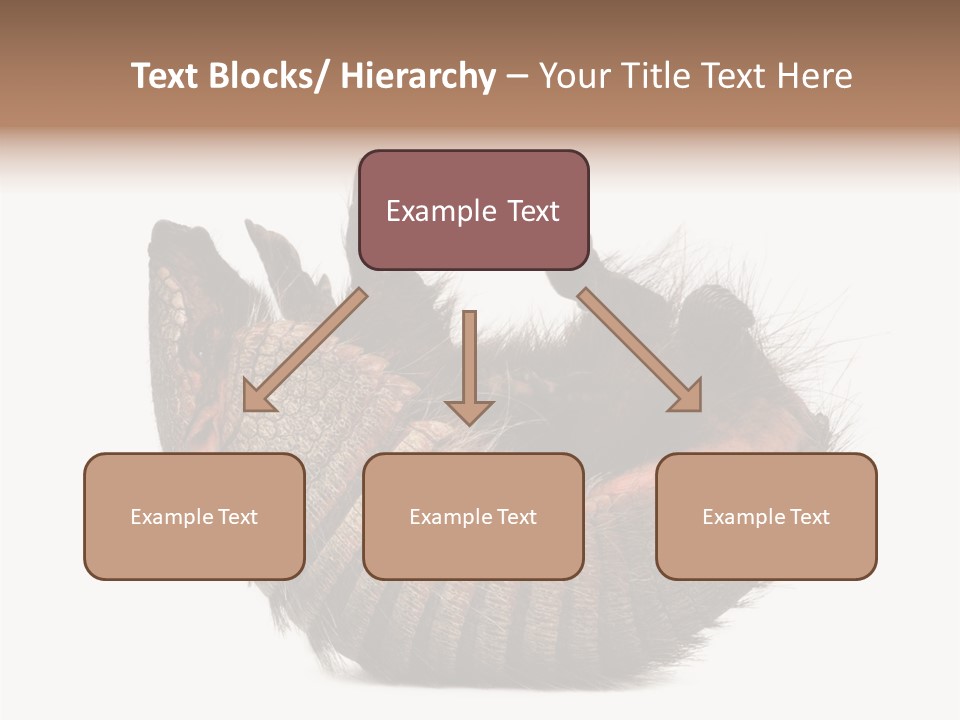 Species Isolated On White Tail PowerPoint Template