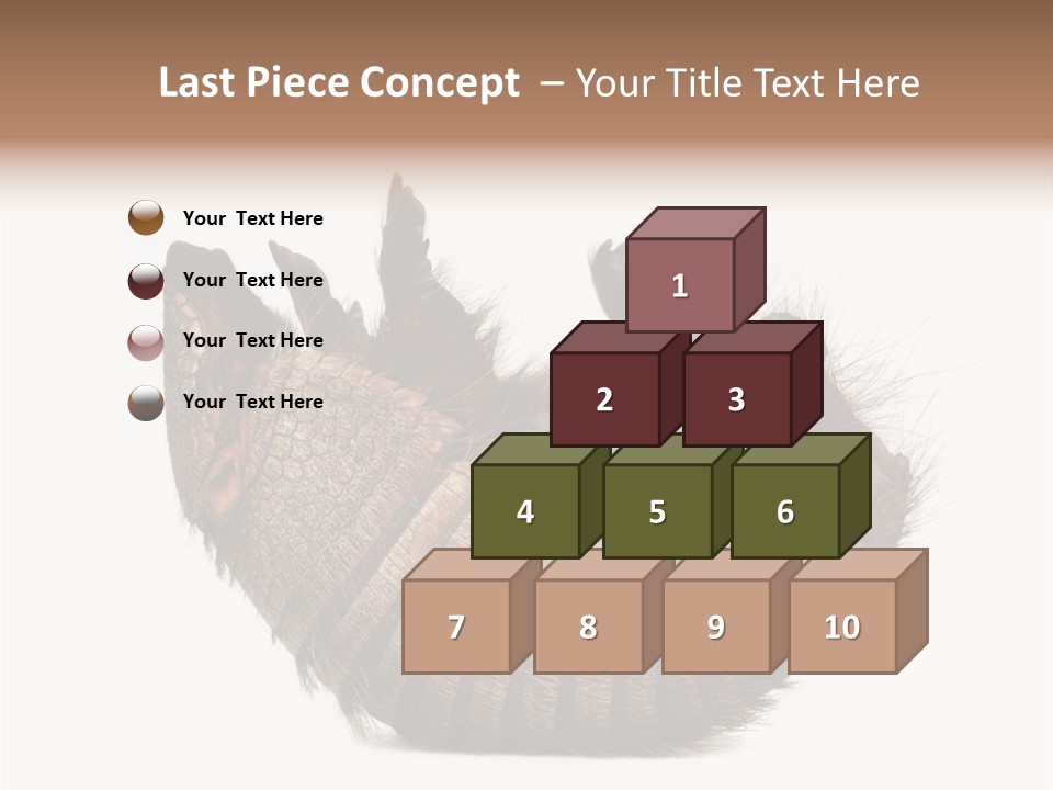 Species Isolated On White Tail PowerPoint Template