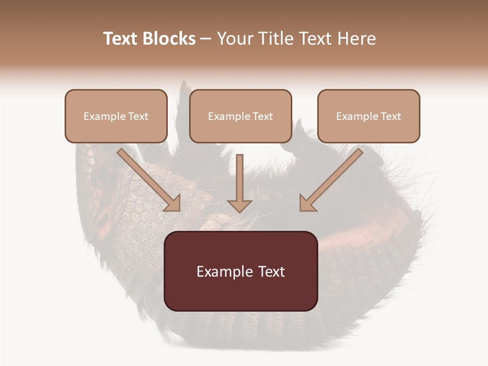 Species Isolated On White Tail PowerPoint Template