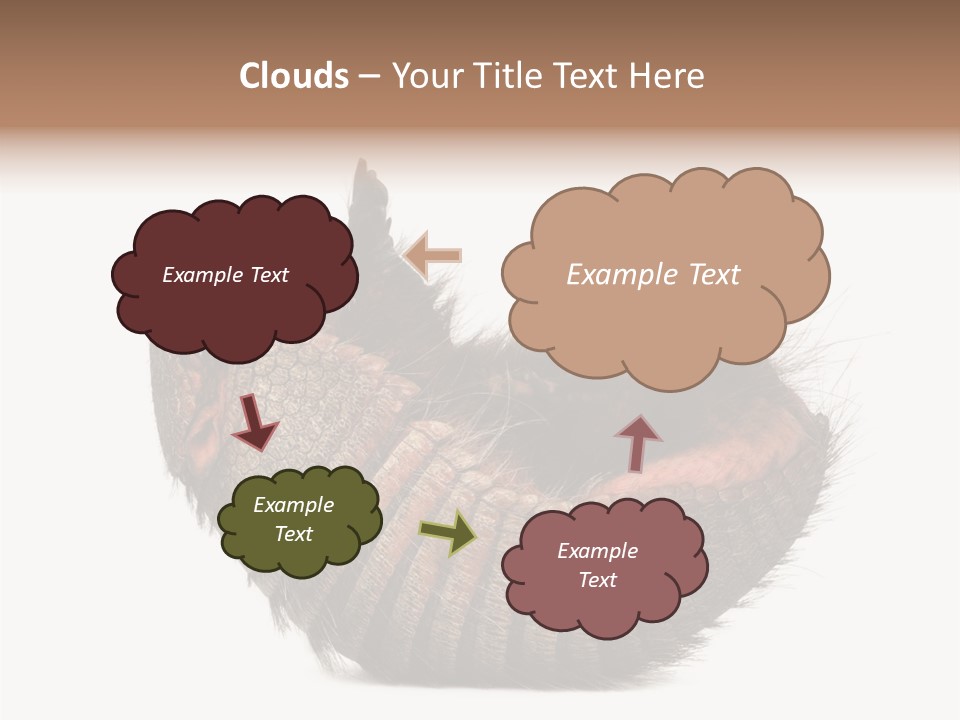 Species Isolated On White Tail PowerPoint Template