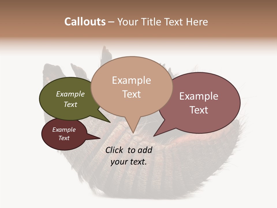 Species Isolated On White Tail PowerPoint Template