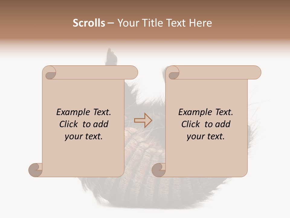 Species Isolated On White Tail PowerPoint Template