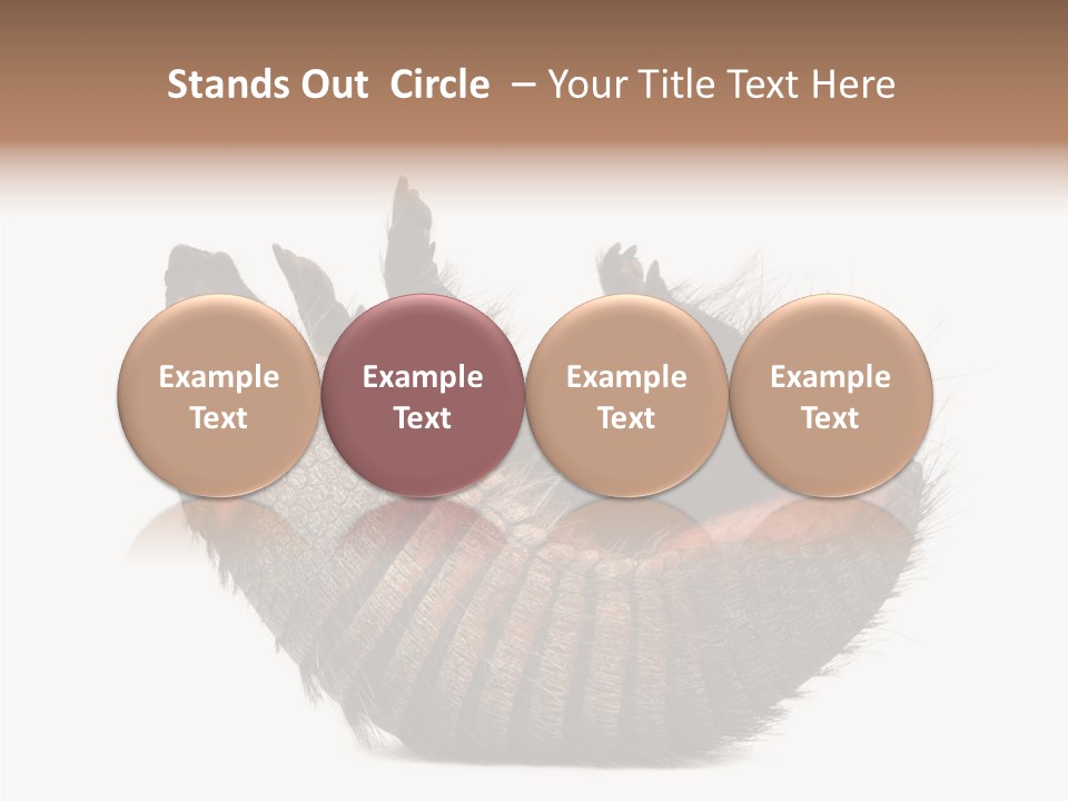 Species Isolated On White Tail PowerPoint Template