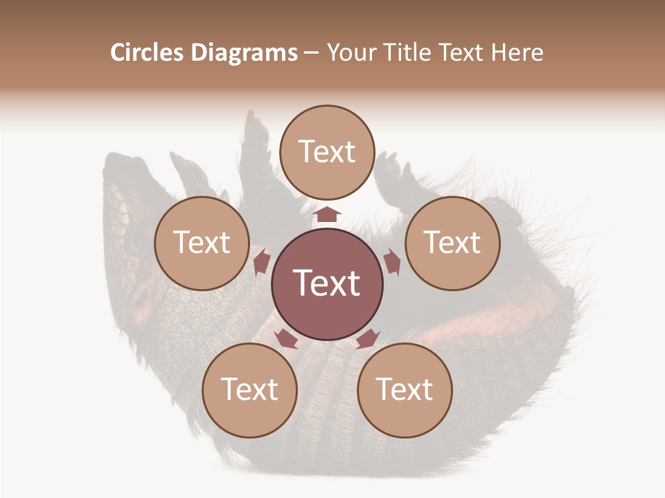 Species Isolated On White Tail PowerPoint Template