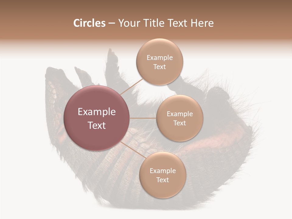 Species Isolated On White Tail PowerPoint Template