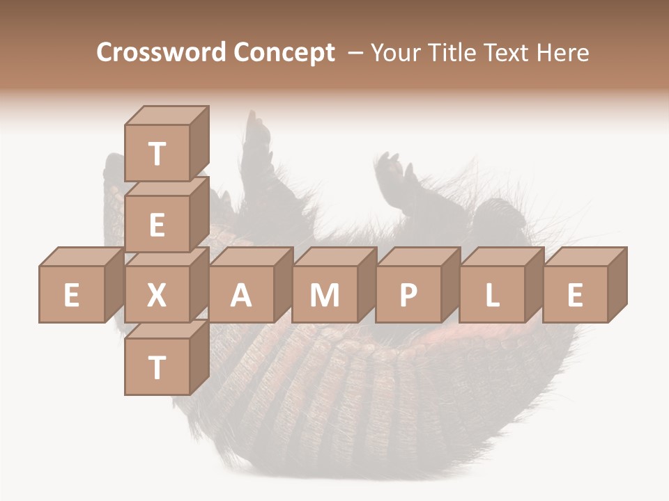 Species Isolated On White Tail PowerPoint Template