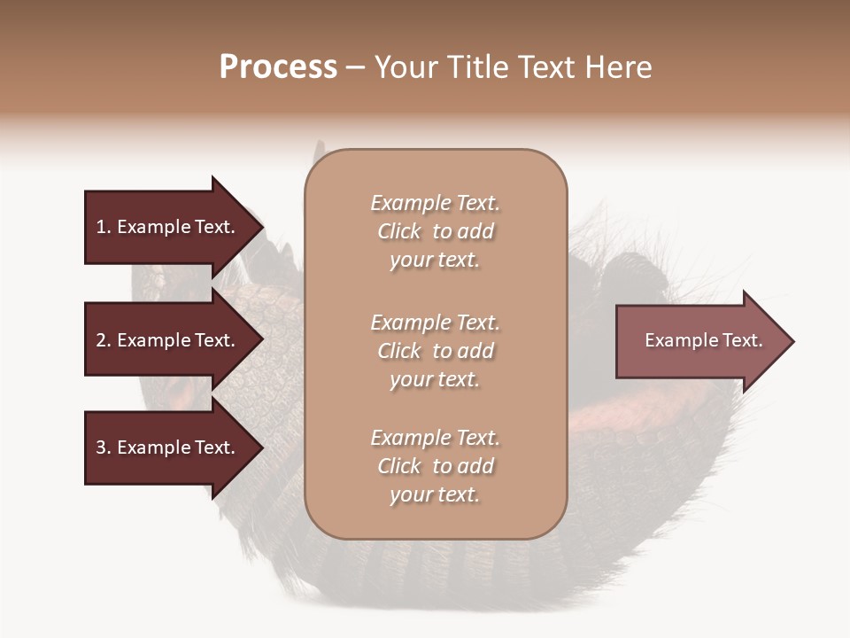 Species Isolated On White Tail PowerPoint Template