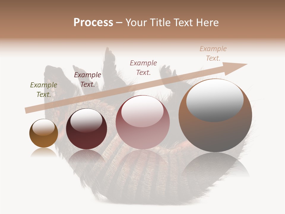 Species Isolated On White Tail PowerPoint Template