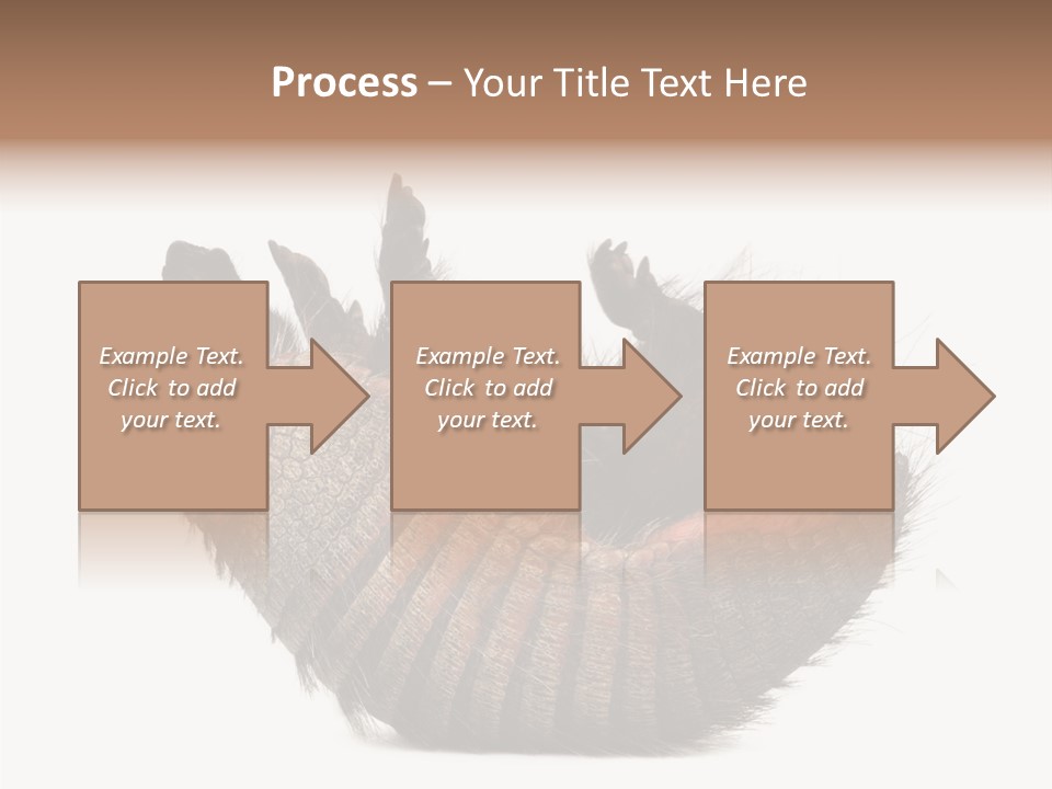 Species Isolated On White Tail PowerPoint Template