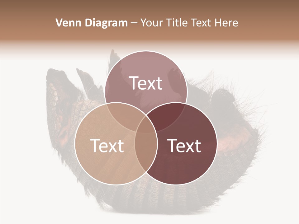 Species Isolated On White Tail PowerPoint Template