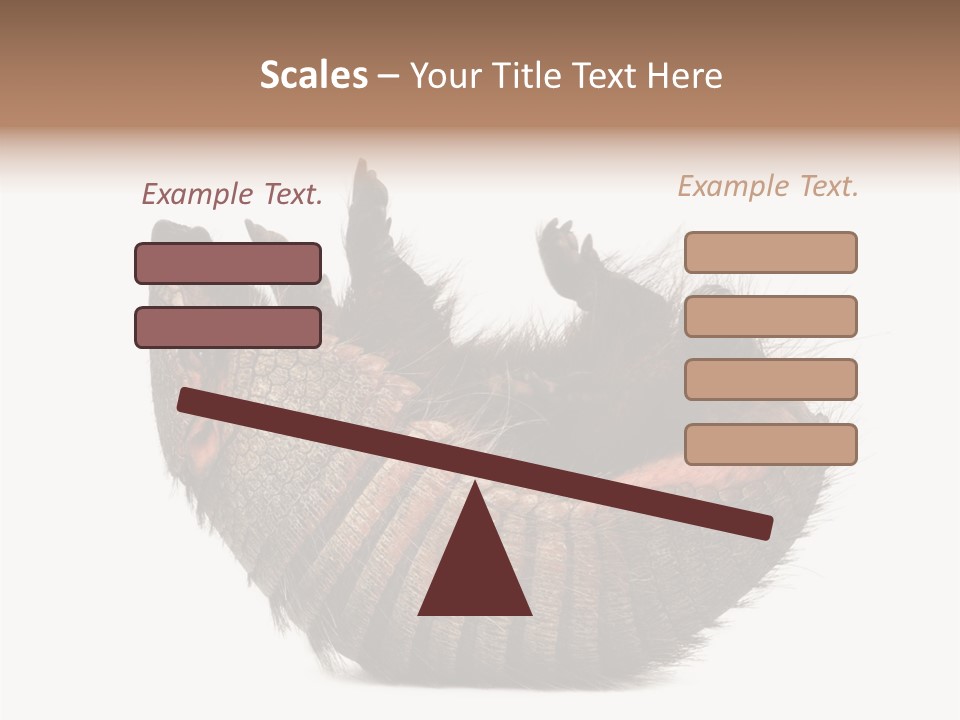Species Isolated On White Tail PowerPoint Template