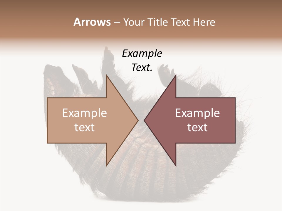 Species Isolated On White Tail PowerPoint Template