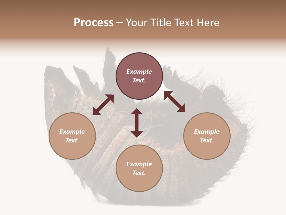 Species Isolated On White Tail PowerPoint Template