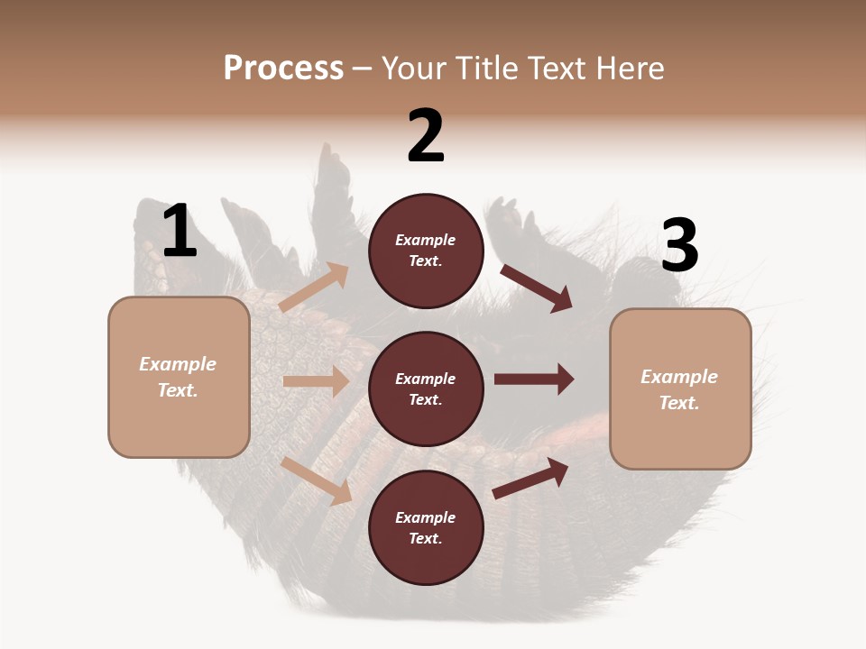 Species Isolated On White Tail PowerPoint Template