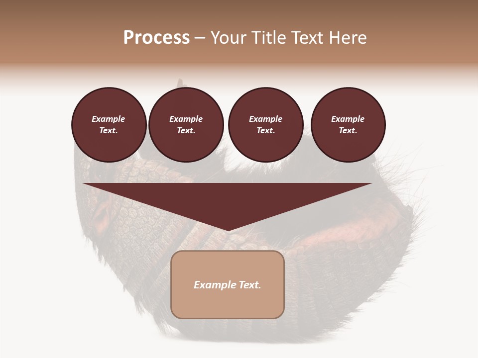 Species Isolated On White Tail PowerPoint Template