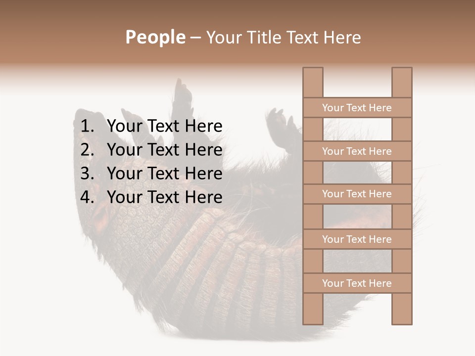 Species Isolated On White Tail PowerPoint Template