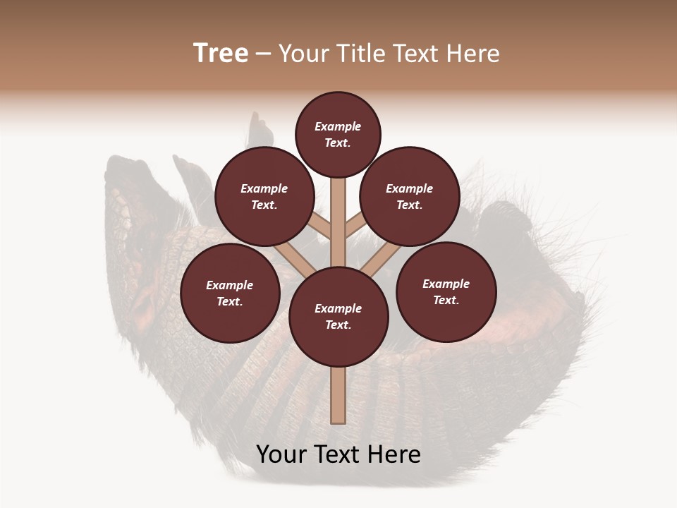 Species Isolated On White Tail PowerPoint Template