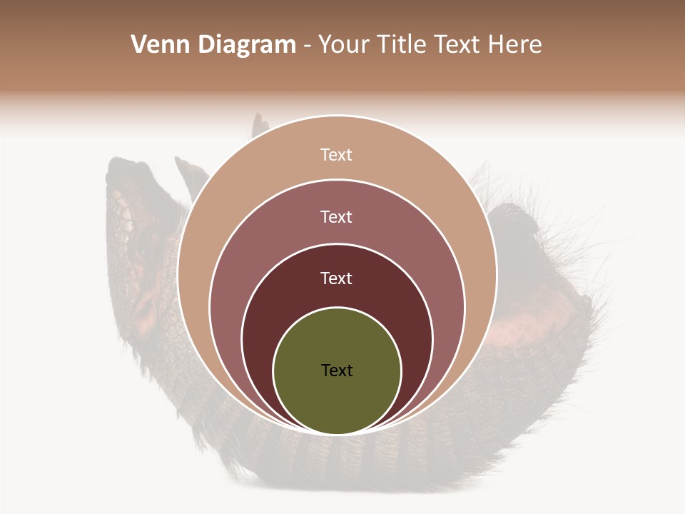 Species Isolated On White Tail PowerPoint Template