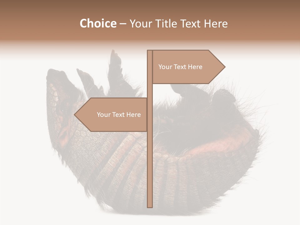 Species Isolated On White Tail PowerPoint Template