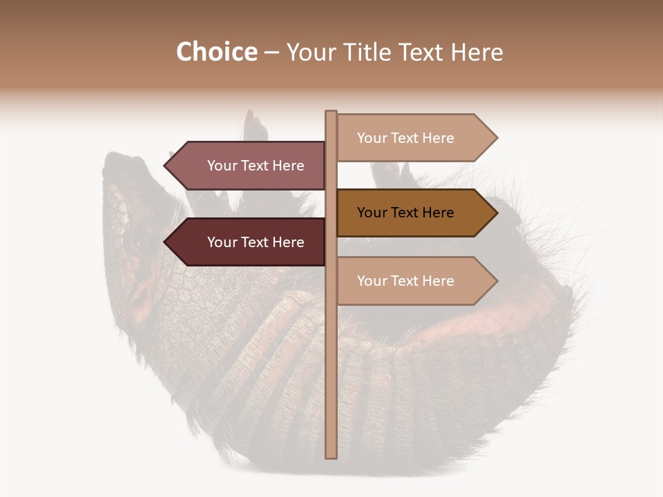 Species Isolated On White Tail PowerPoint Template