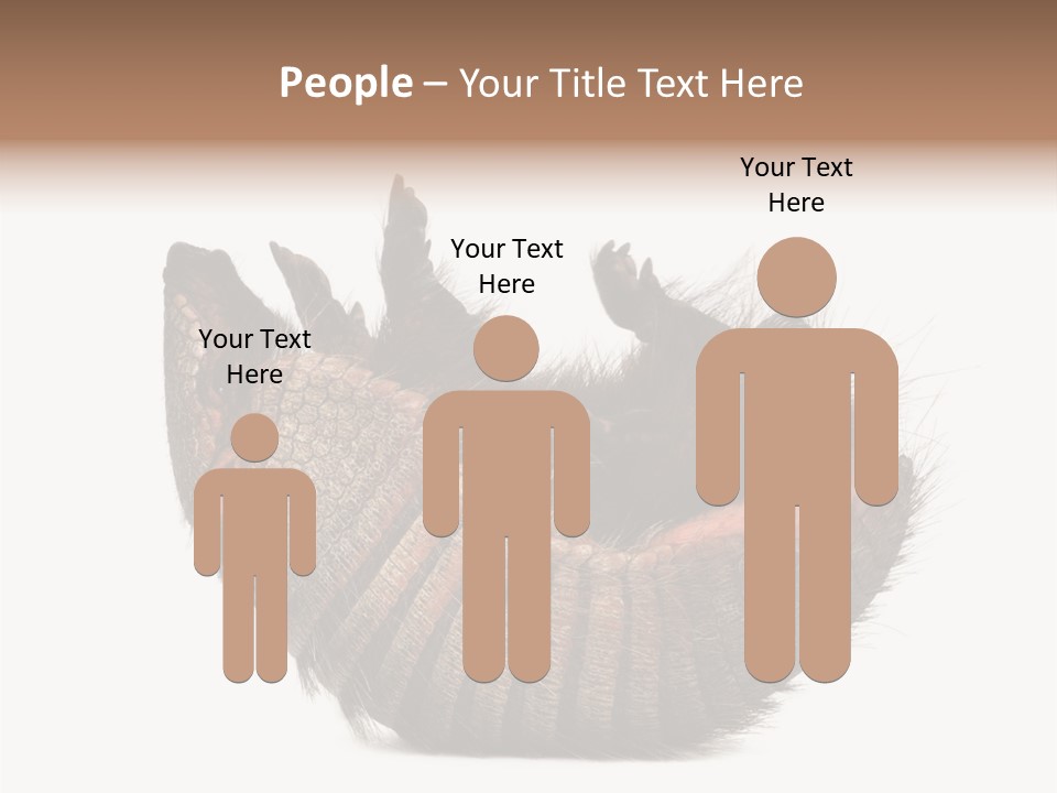 Species Isolated On White Tail PowerPoint Template