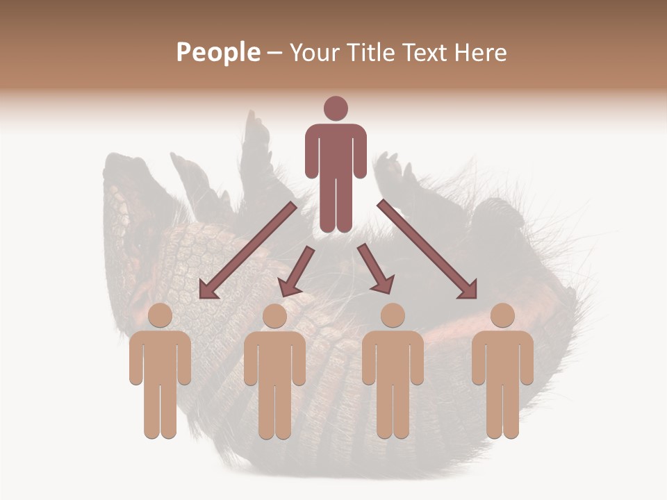 Species Isolated On White Tail PowerPoint Template