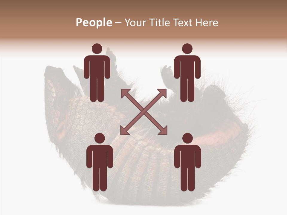 Species Isolated On White Tail PowerPoint Template