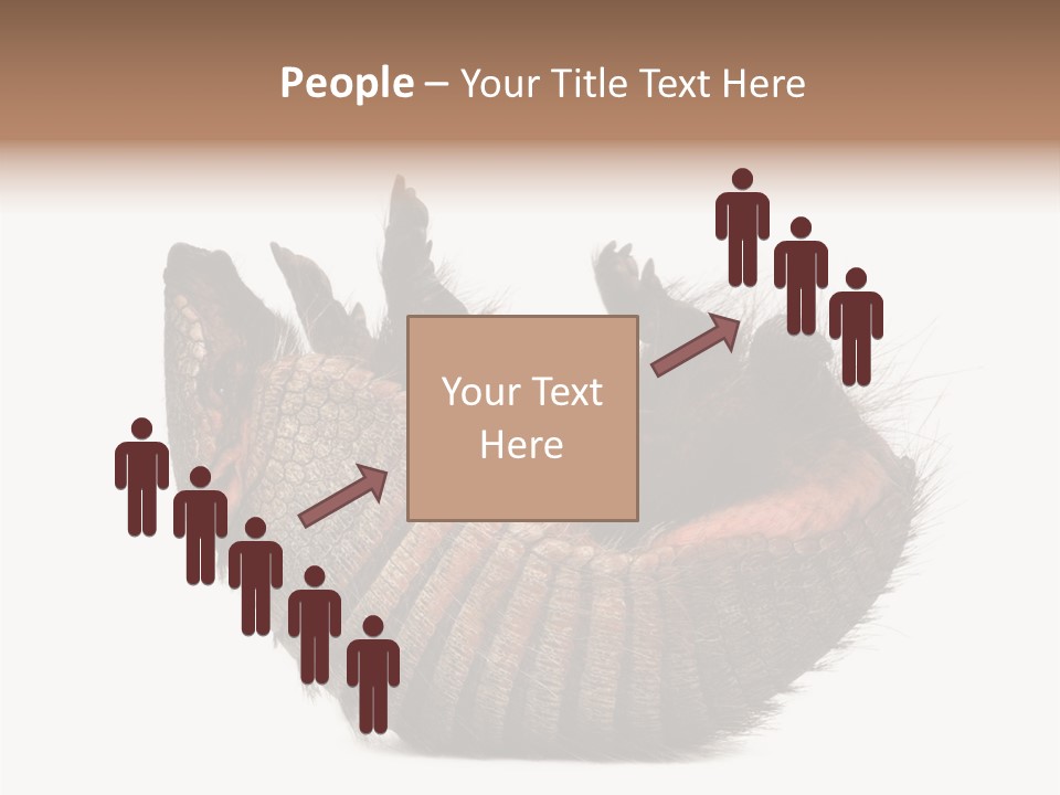 Species Isolated On White Tail PowerPoint Template